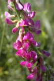 Onobrychis grandis