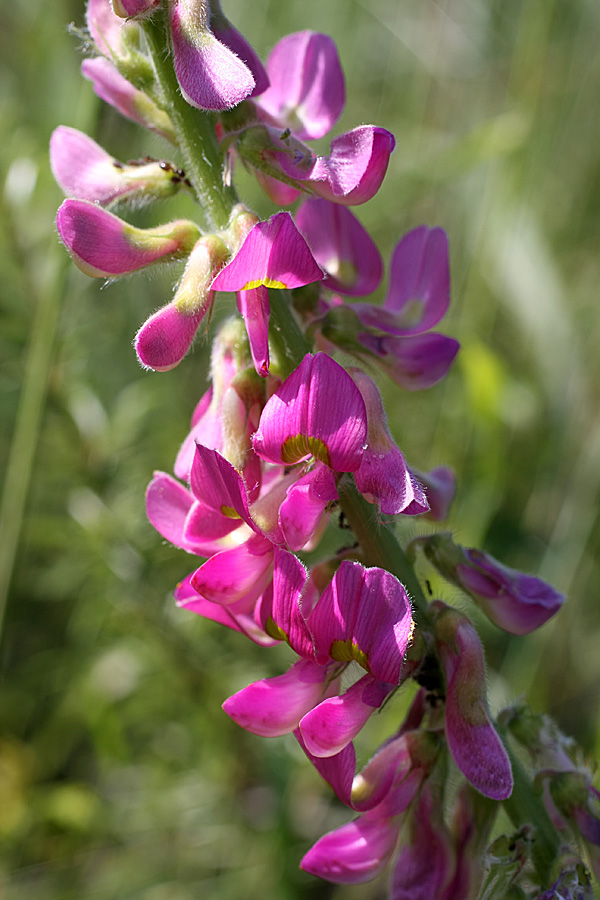 Изображение особи Onobrychis grandis.