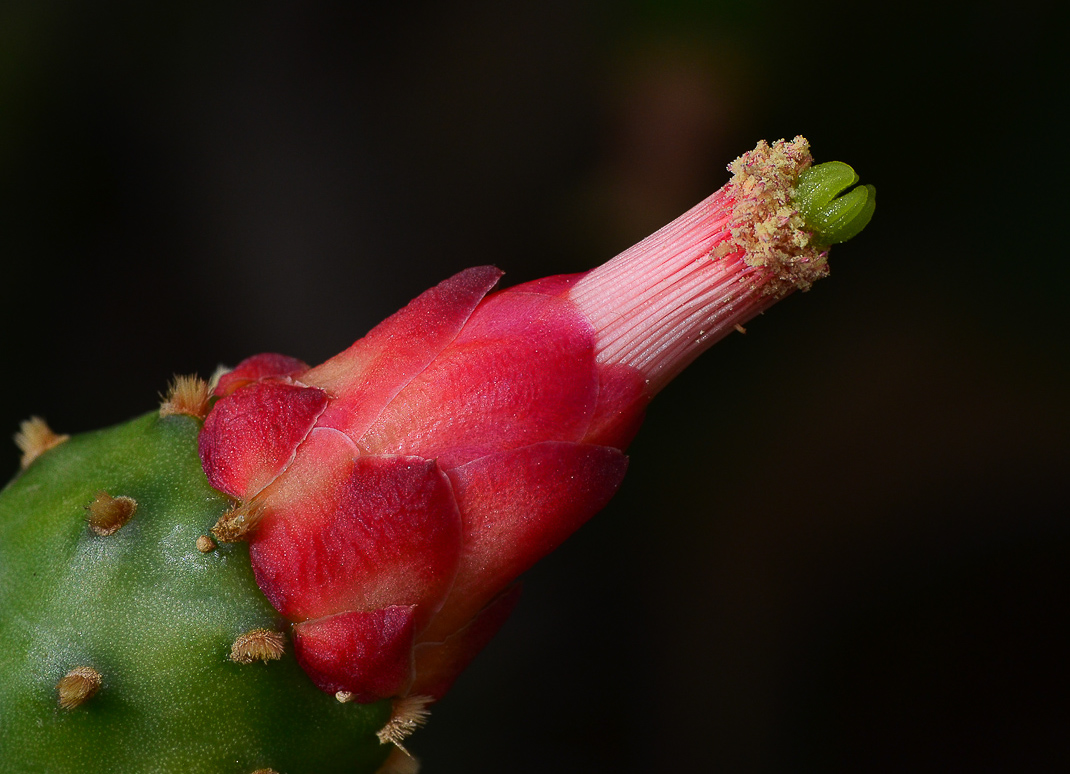 Image of Opuntia cochenillifera specimen.