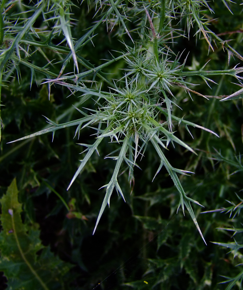 Image of Cardopatium corymbosum specimen.