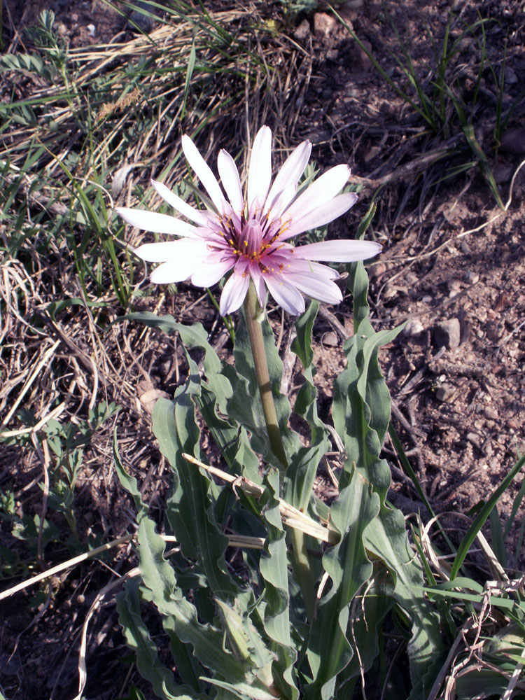 Image of Tragopogon marginifolius specimen.