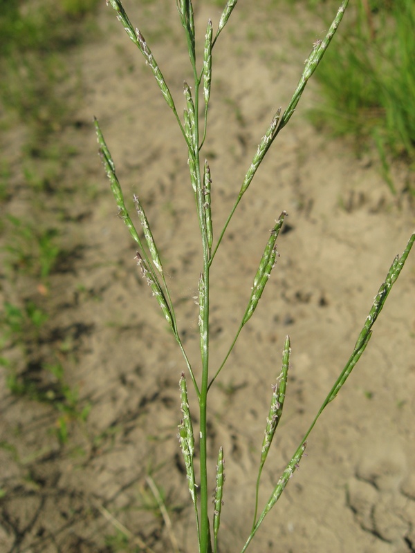 Image of Glyceria notata specimen.