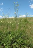 Cephalaria litvinovii