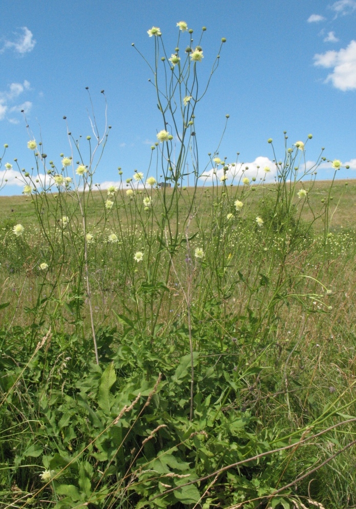 Изображение особи Cephalaria litvinovii.