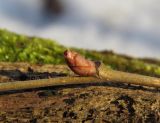 Corylus avellana