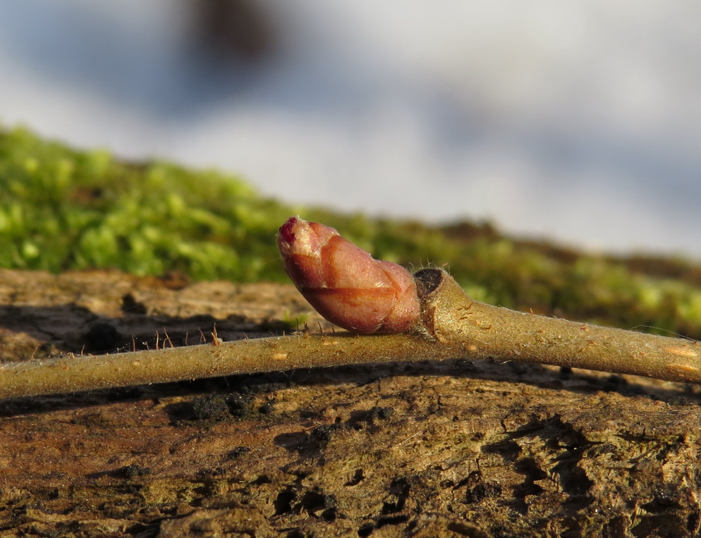 Изображение особи Corylus avellana.