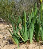 Iris atropurpurea