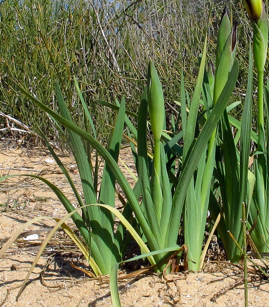 Image of Iris atropurpurea specimen.