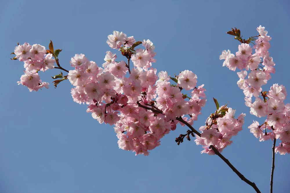 Image of Prunus serrulata specimen.