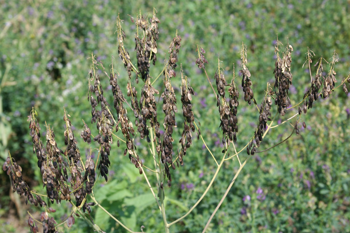 Image of Isatis costata specimen.