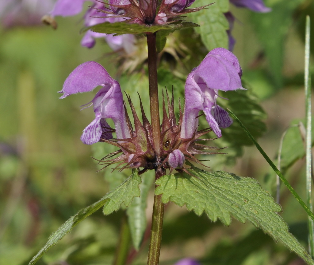 Image of Lamium maculatum specimen.