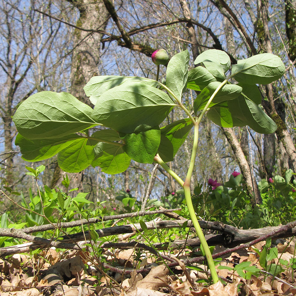 Image of Paeonia caucasica specimen.