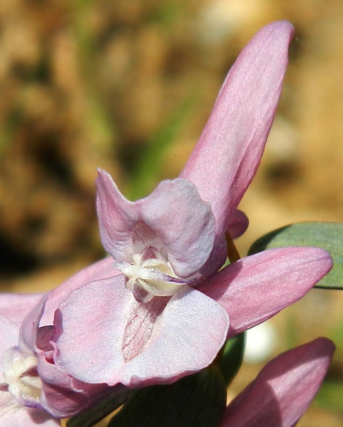 Изображение особи Corydalis solida.