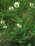 Trifolium montanum. Цветущее растение на лугу. ФРГ, Тюрингия, окр. Йены. Май 2007 г.