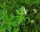 Geranium erianthum