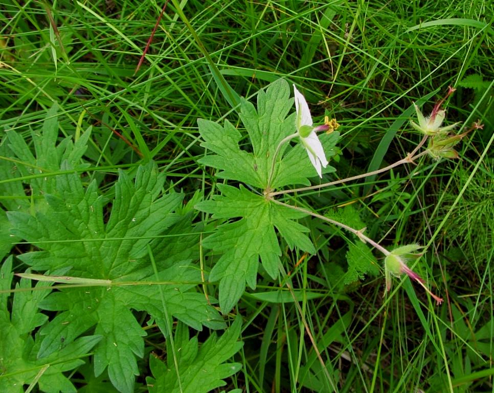 Image of Geranium erianthum specimen.