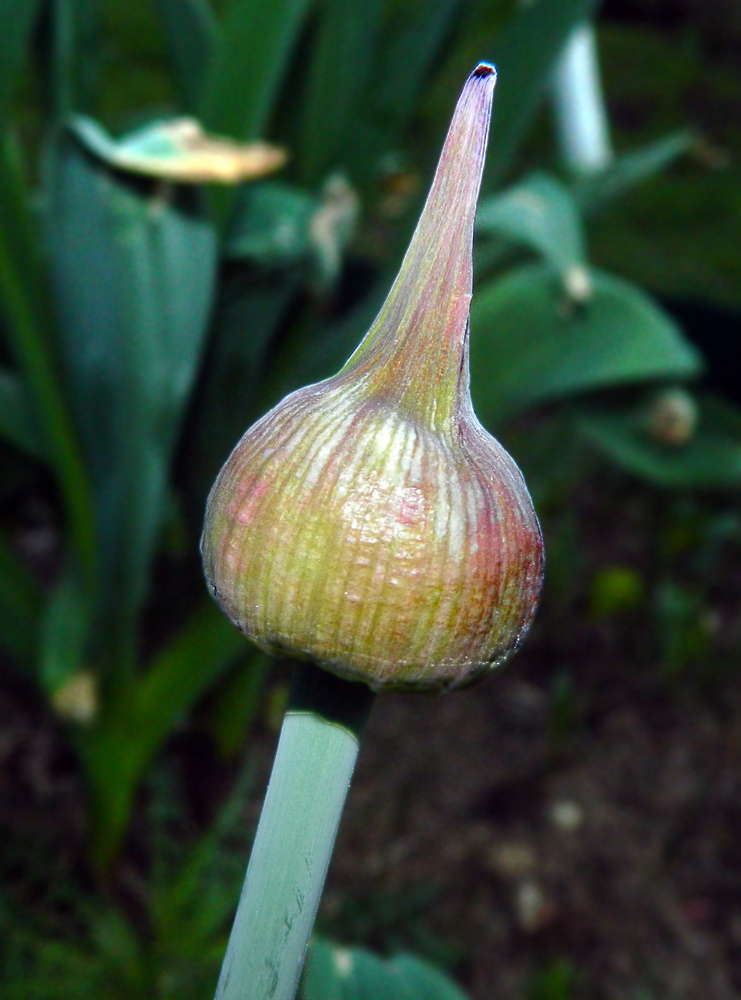 Image of genus Allium specimen.