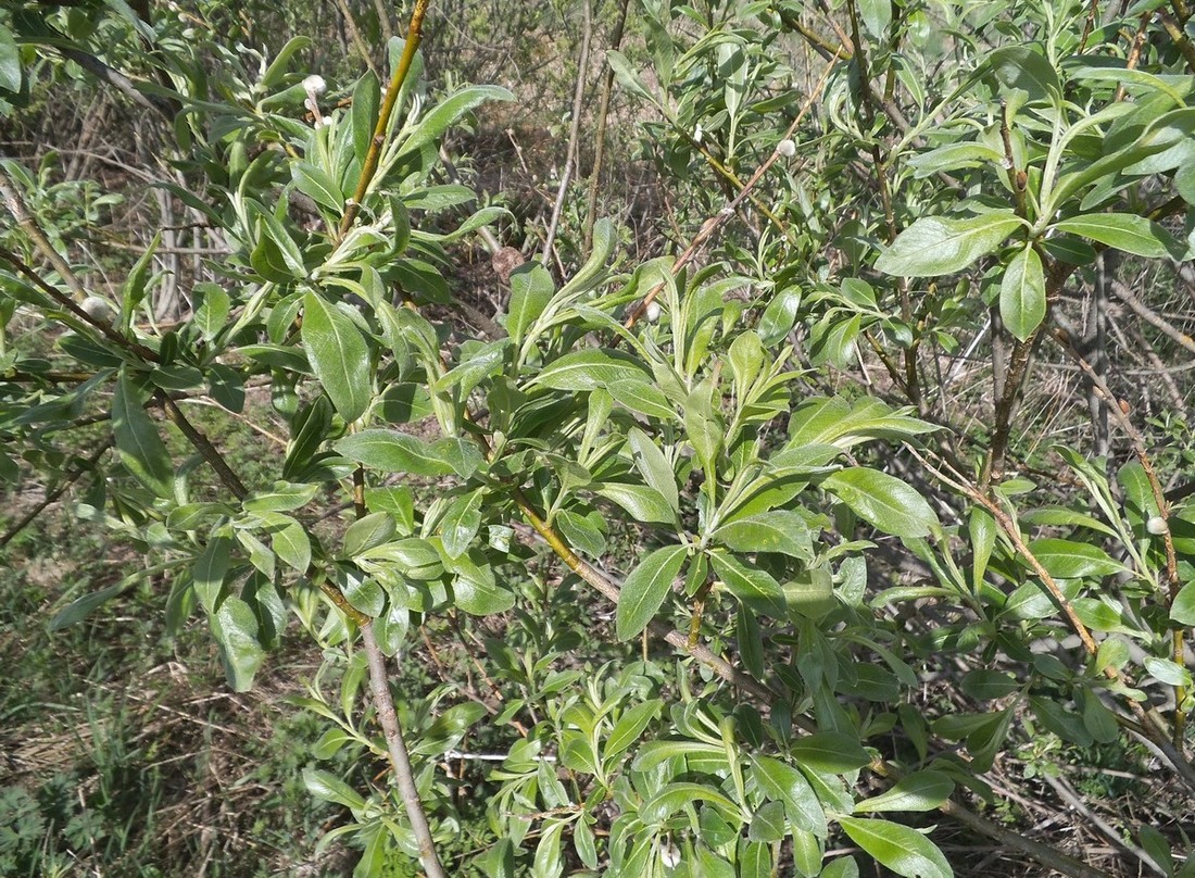 Image of Salix &times; reichardtii specimen.