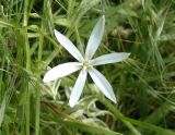 Ornithogalum kochii. Цветок. Украина, г. Запорожье, пос. Солнечный, балка. 22.05.2014.