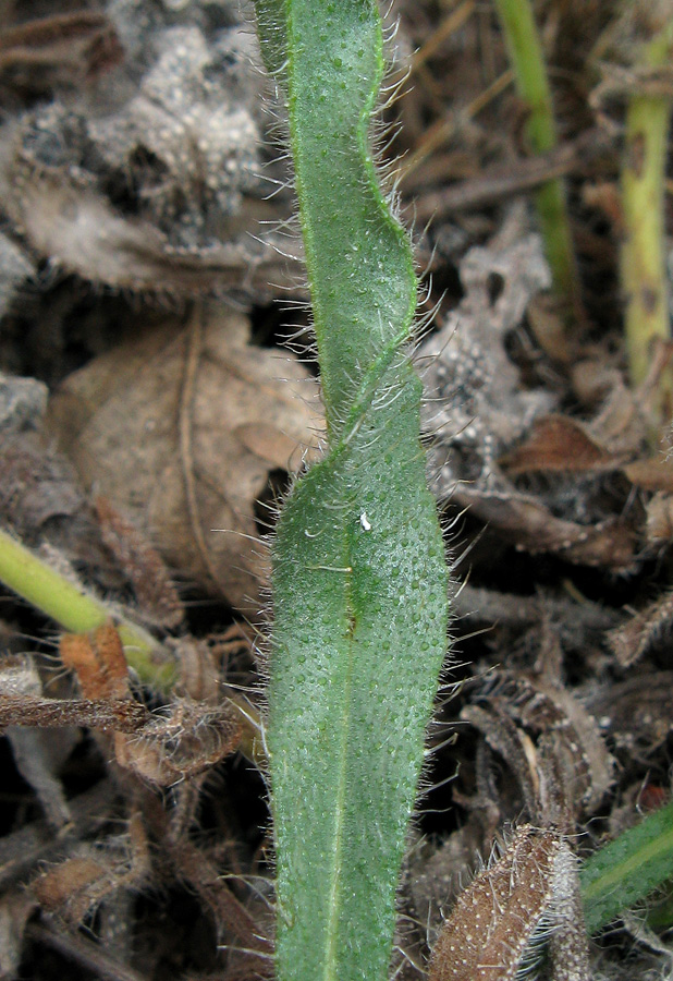 Image of Nonea taurica specimen.