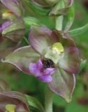 Epipactis helleborine