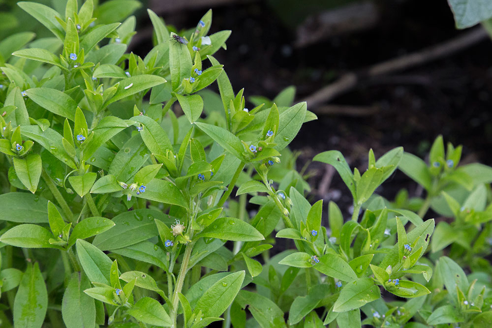 Изображение особи Myosotis sparsiflora.