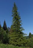 Picea abies