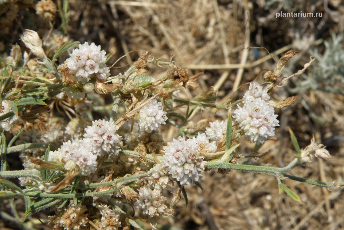 Image of Cuscuta approximata specimen.