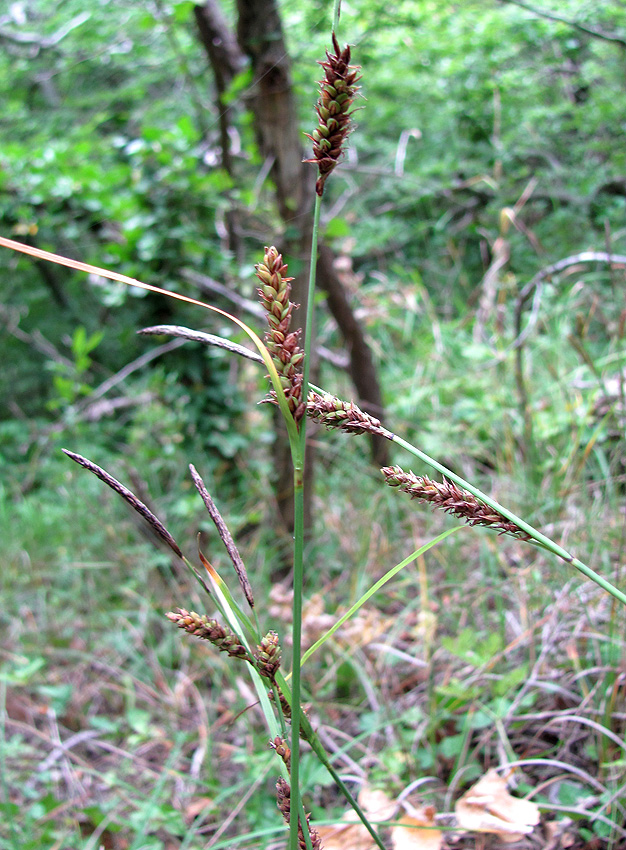 Изображение особи Carex cuspidata.