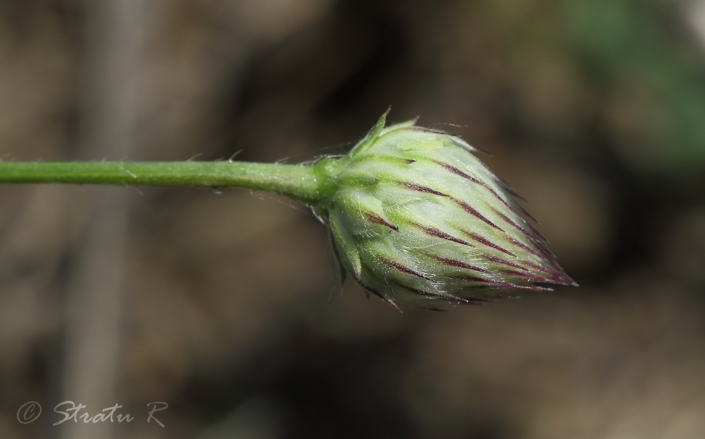 Image of Cephalaria transsylvanica specimen.