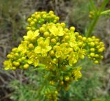 Patrinia intermedia