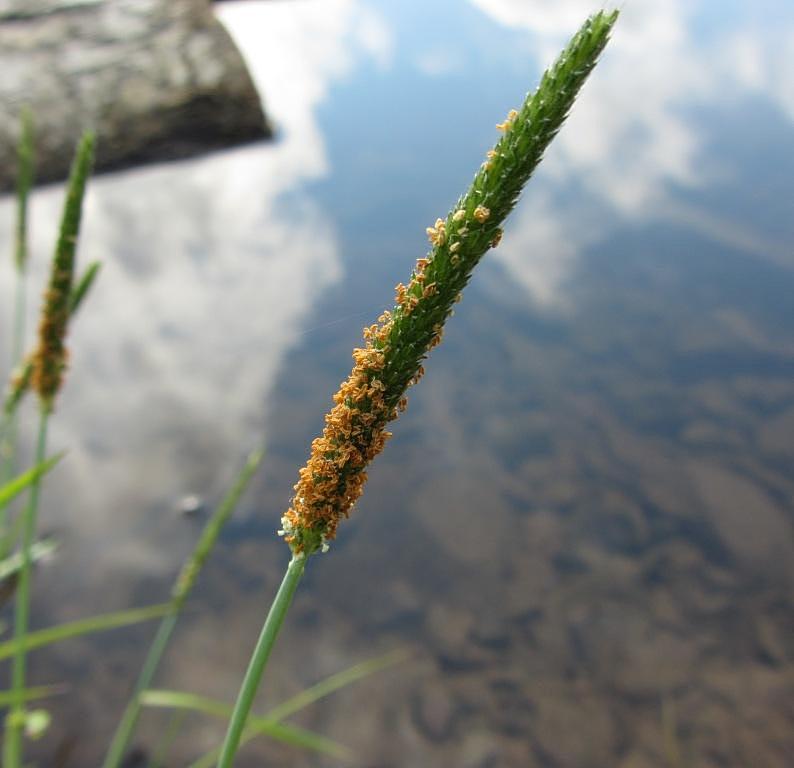 Image of Alopecurus aequalis specimen.