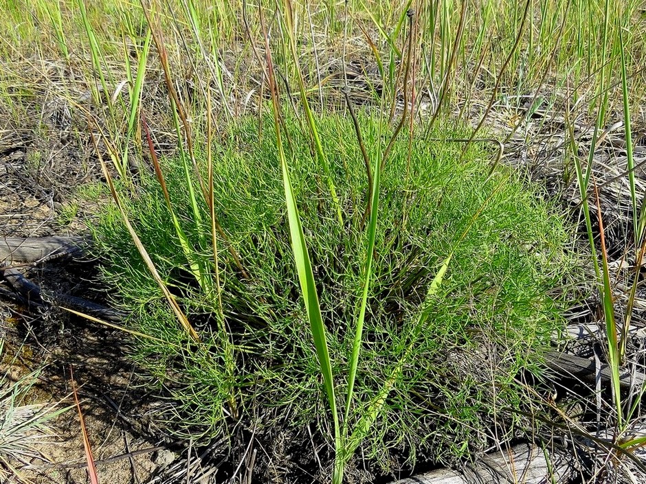 Изображение особи род Pulsatilla.