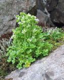 Saxifraga rivularis. Цветущее растение на супралиторали. Кольский п-ов, Восточный Мурман, губа Ярнышная. 22.07.2007.