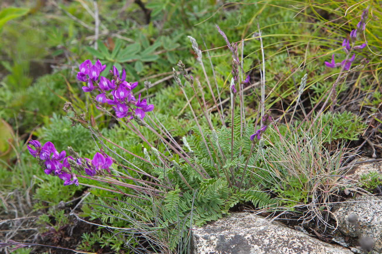 Image of Oxytropis mandshurica specimen.