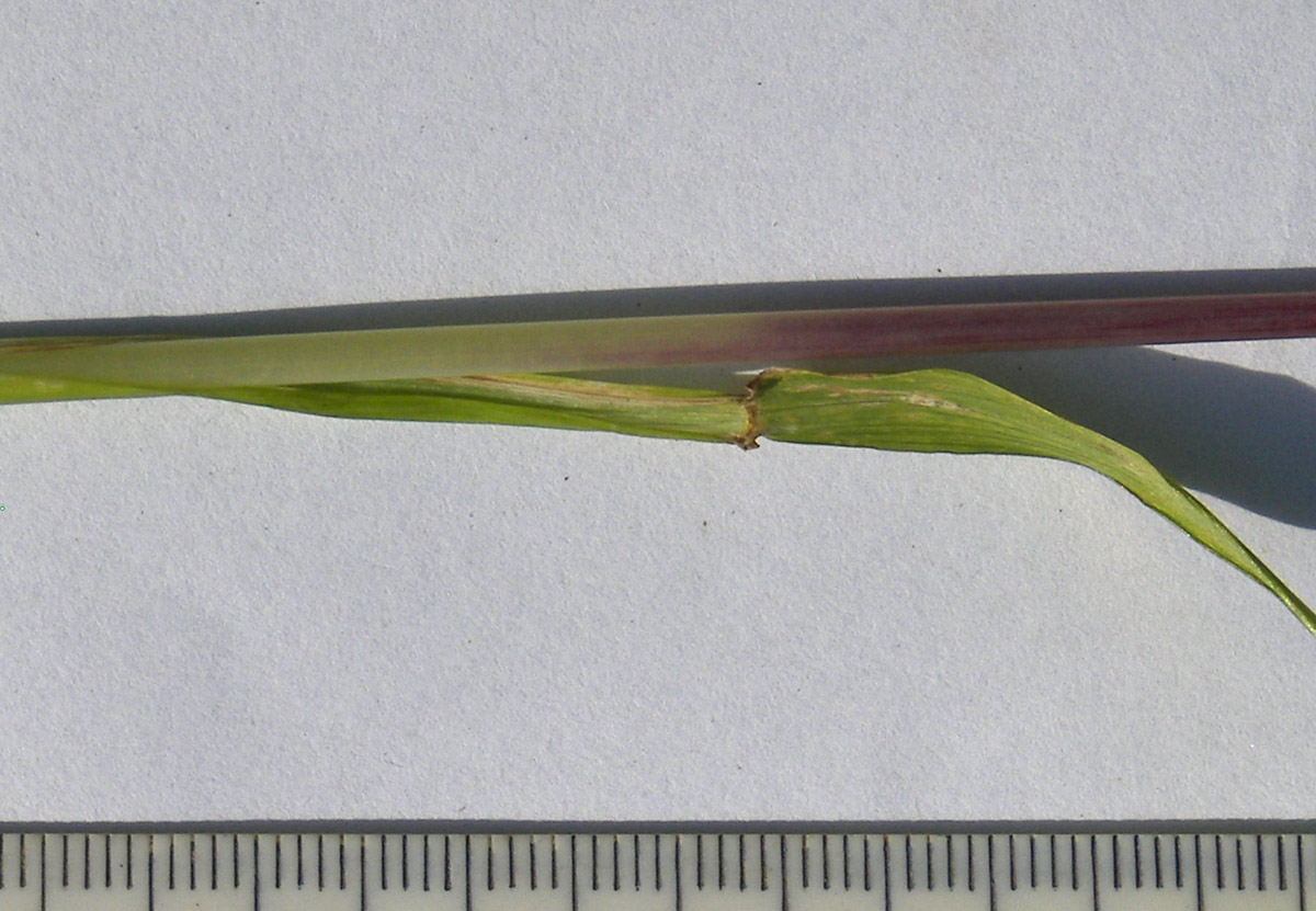 Image of Festuca regeliana specimen.