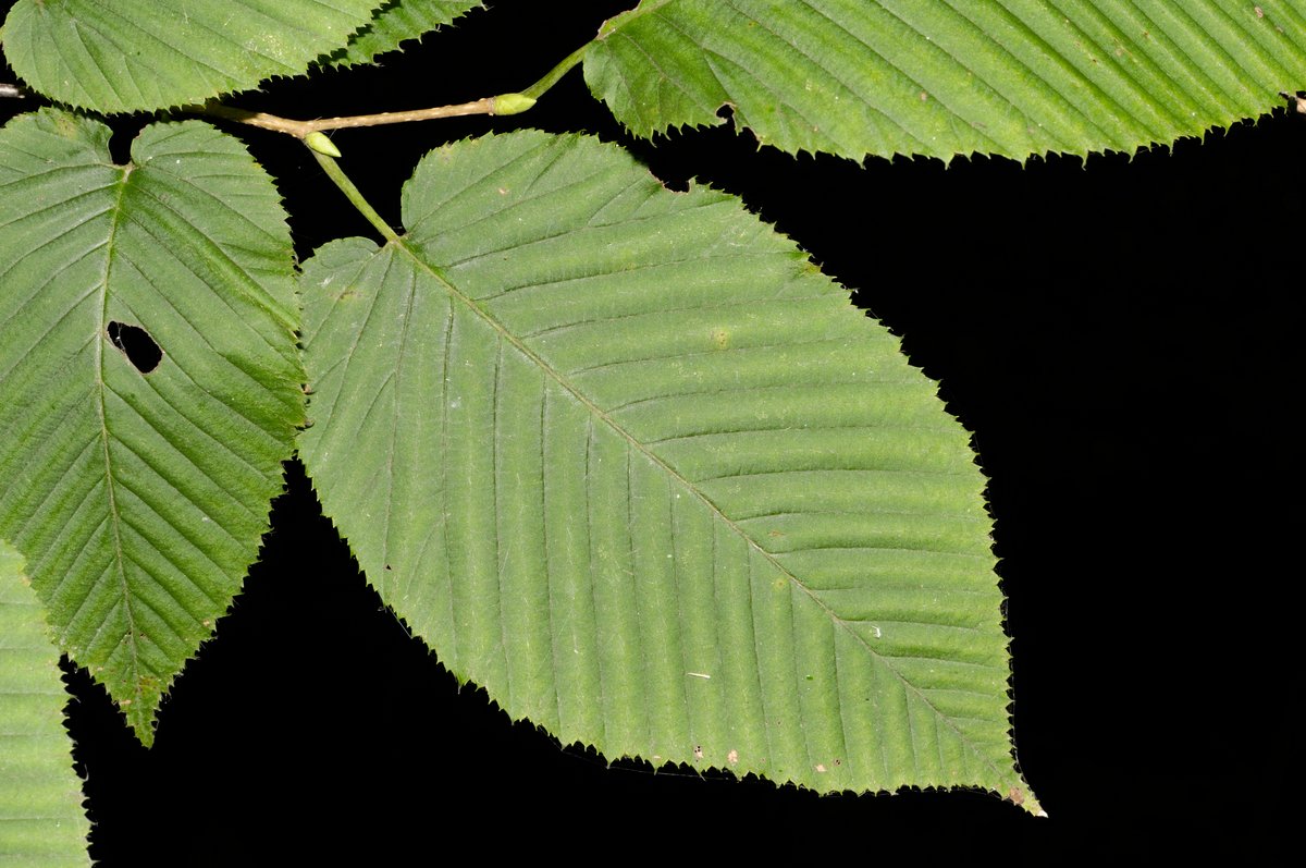 Image of Carpinus cordata specimen.