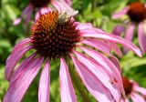 Echinacea purpurea