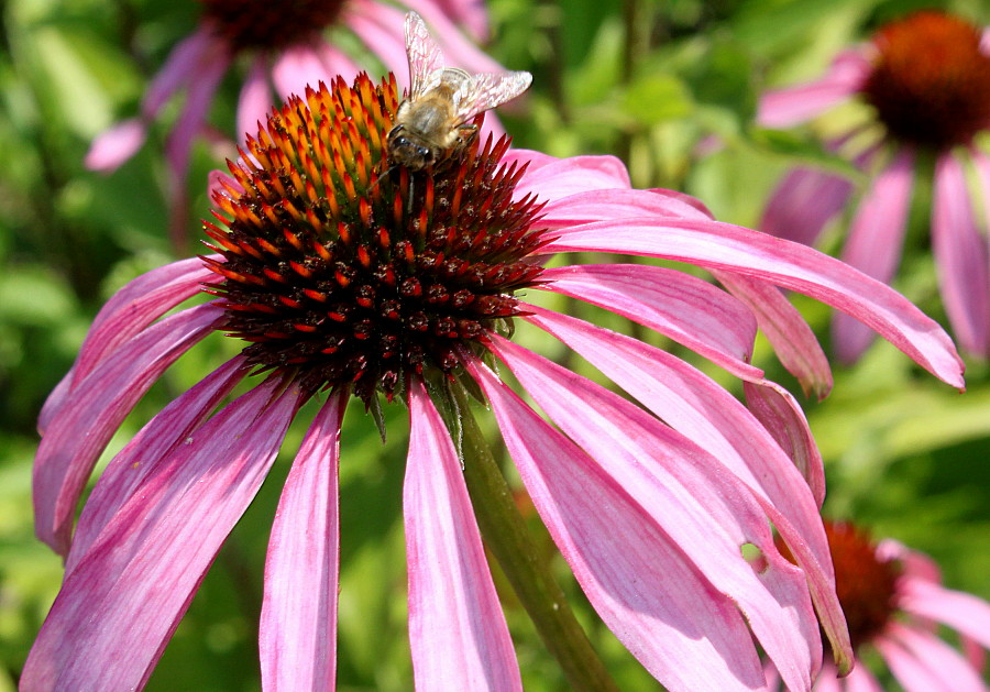 Изображение особи Echinacea purpurea.