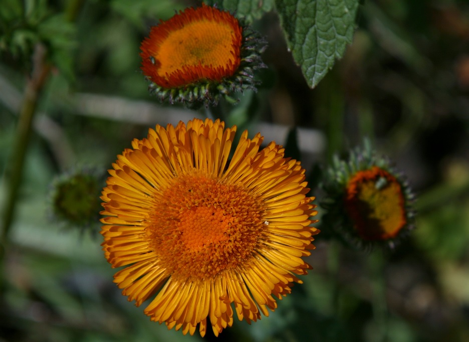 Image of Erigeron aurantiacus specimen.