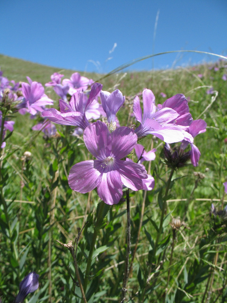 Изображение особи Linum heterosepalum.