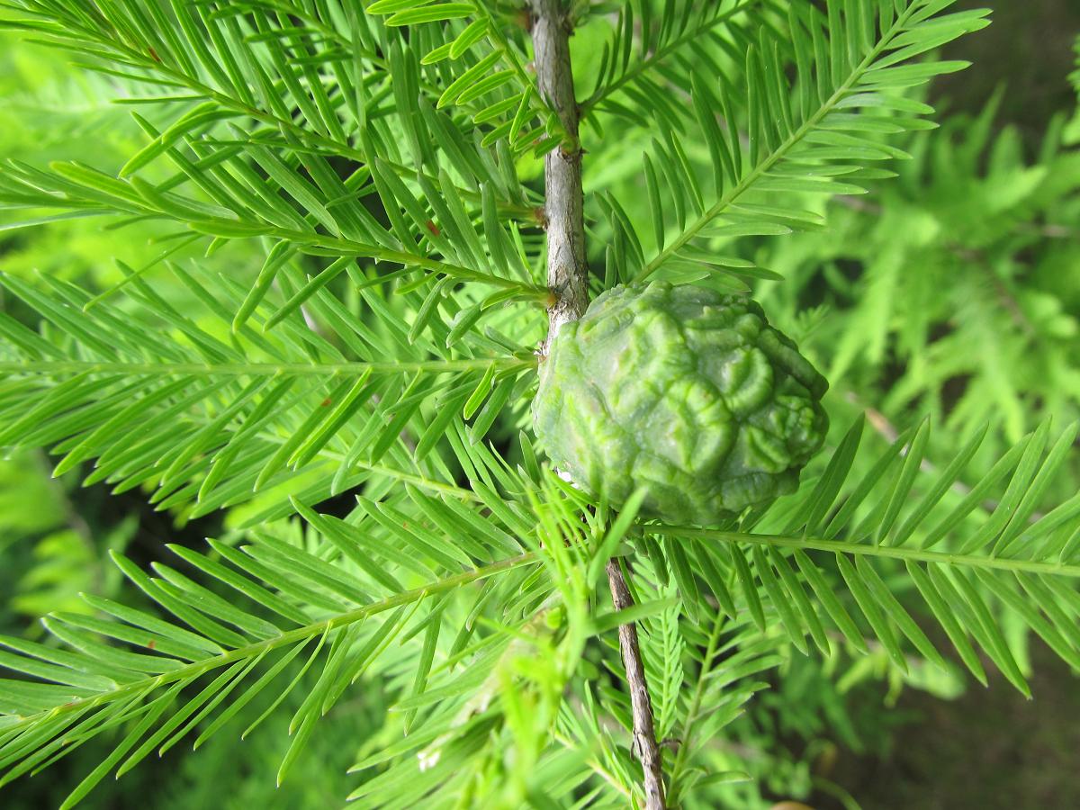 Image of Taxodium distichum specimen.