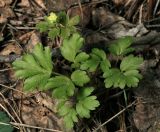 Adoxa moschatellina. Цветущее растение. Московская обл., Раменский р-н, окр. ж.-д. платформы Хрипань, смешанный лес. 27.04.2014.