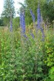 Delphinium retropilosum