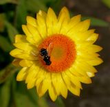 Xerochrysum bracteatum. Соцветие с кормящейся мухой. Германия, г. Крефельд, Ботанический сад. 06.09.2014.