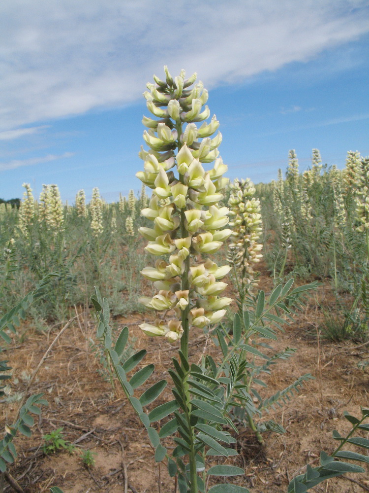 Изображение особи Pseudosophora alopecuroides.