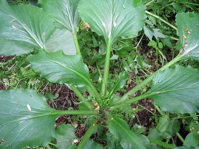 Image of Cardiocrinum cordatum specimen.