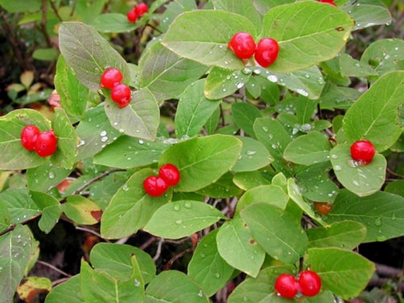 Image of Lonicera chamissoi specimen.