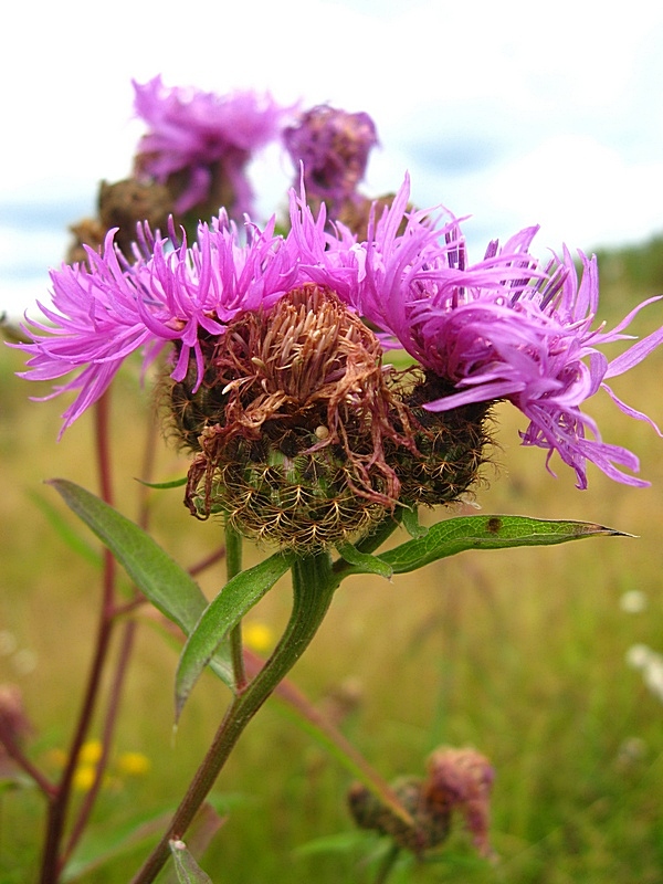 Image of Centaurea pseudophrygia specimen.