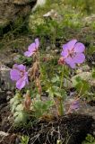 Geranium saxatile